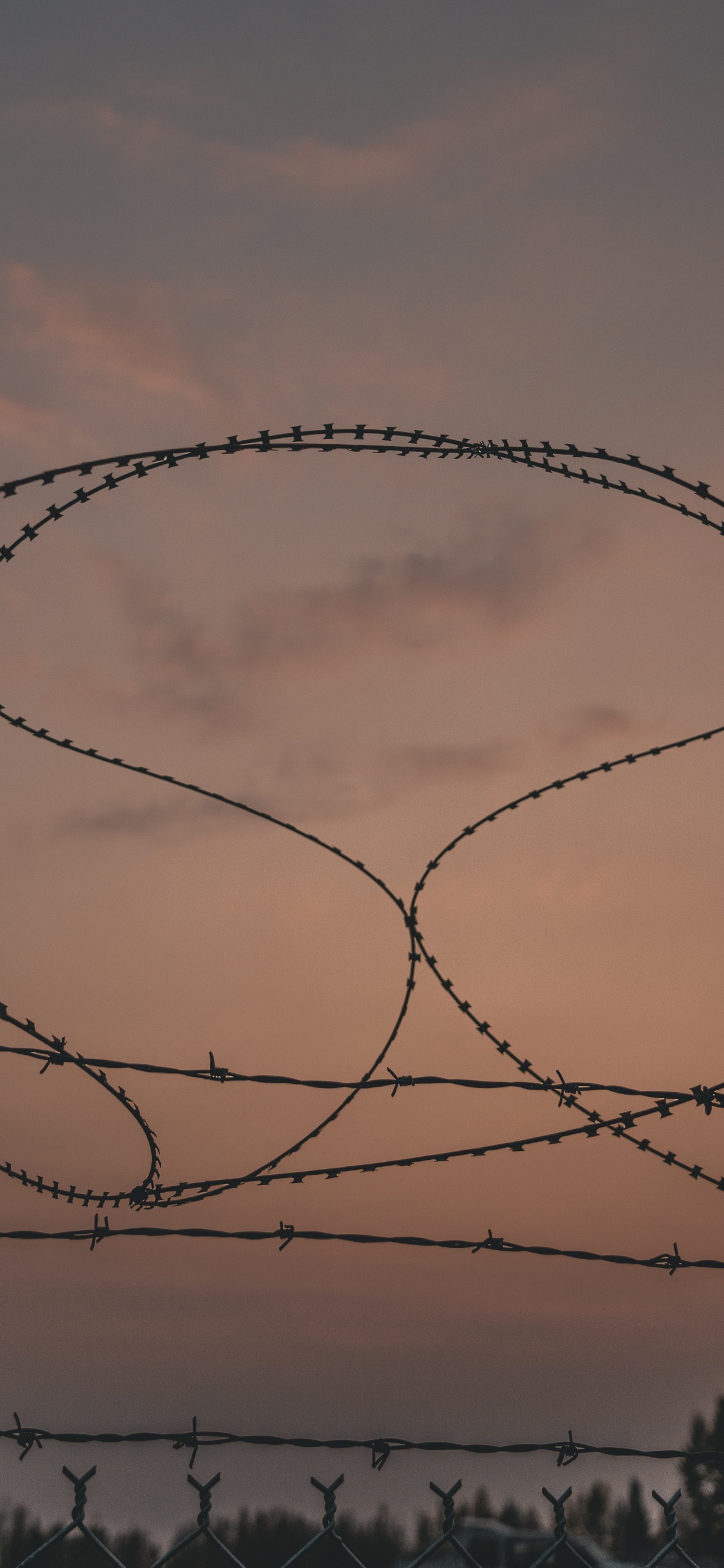 Silhouette D'arbres Nus Pendant le Coucher du Soleil. Wallpaper in 1125x2436 Resolution