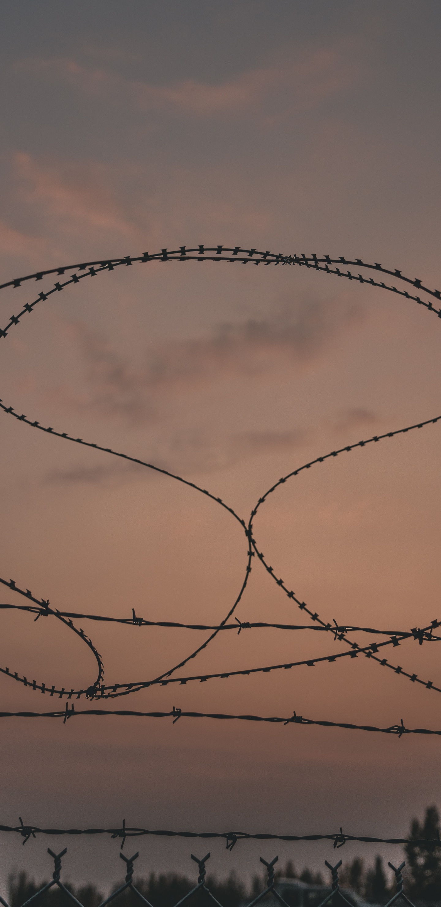 Silueta de Árboles Desnudos Durante la Puesta de Sol. Wallpaper in 1440x2960 Resolution