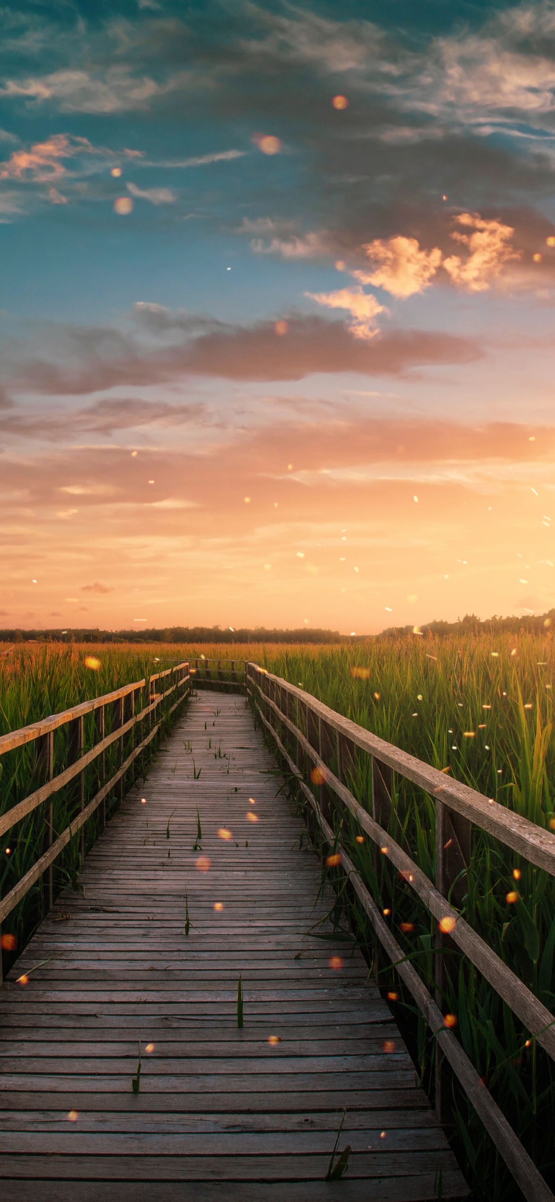 Afterglow, Naturaleza, Madera, Paisaje Natural, Atardecer. Wallpaper in 1125x2436 Resolution