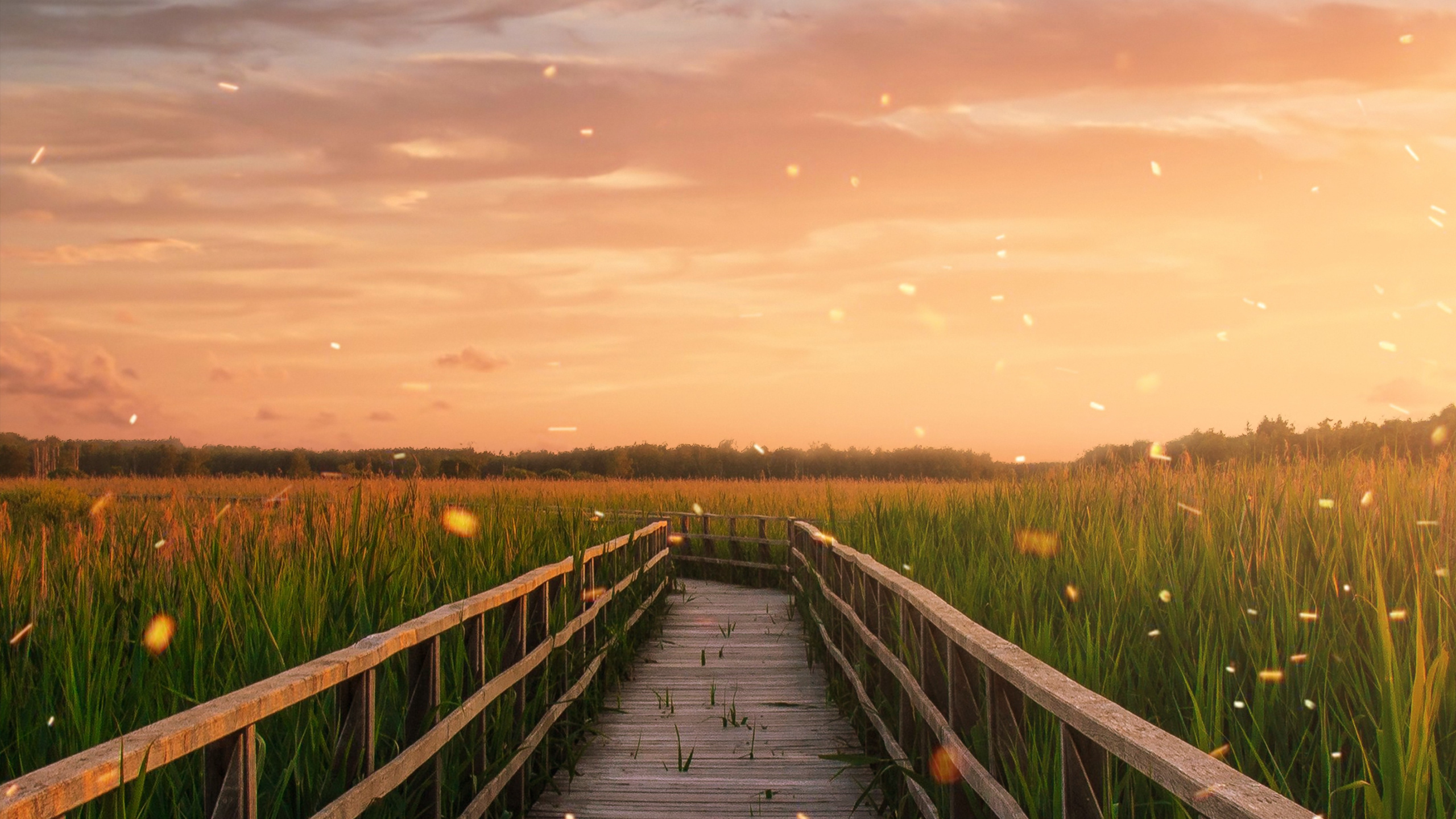 Afterglow, Naturaleza, Madera, Paisaje Natural, Atardecer. Wallpaper in 2560x1440 Resolution