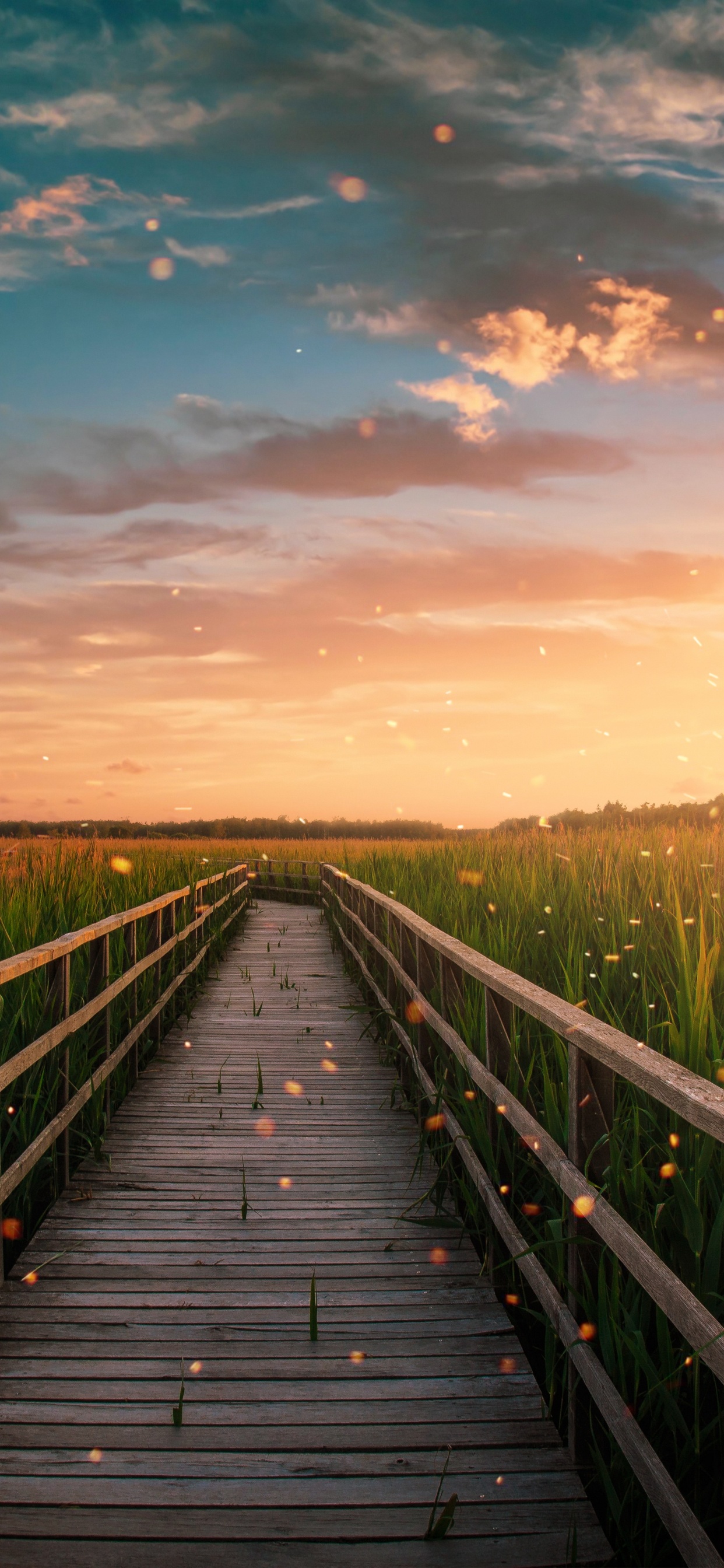 Cloud, Afterglow, Natur, Holz, Naturlandschaft. Wallpaper in 1242x2688 Resolution