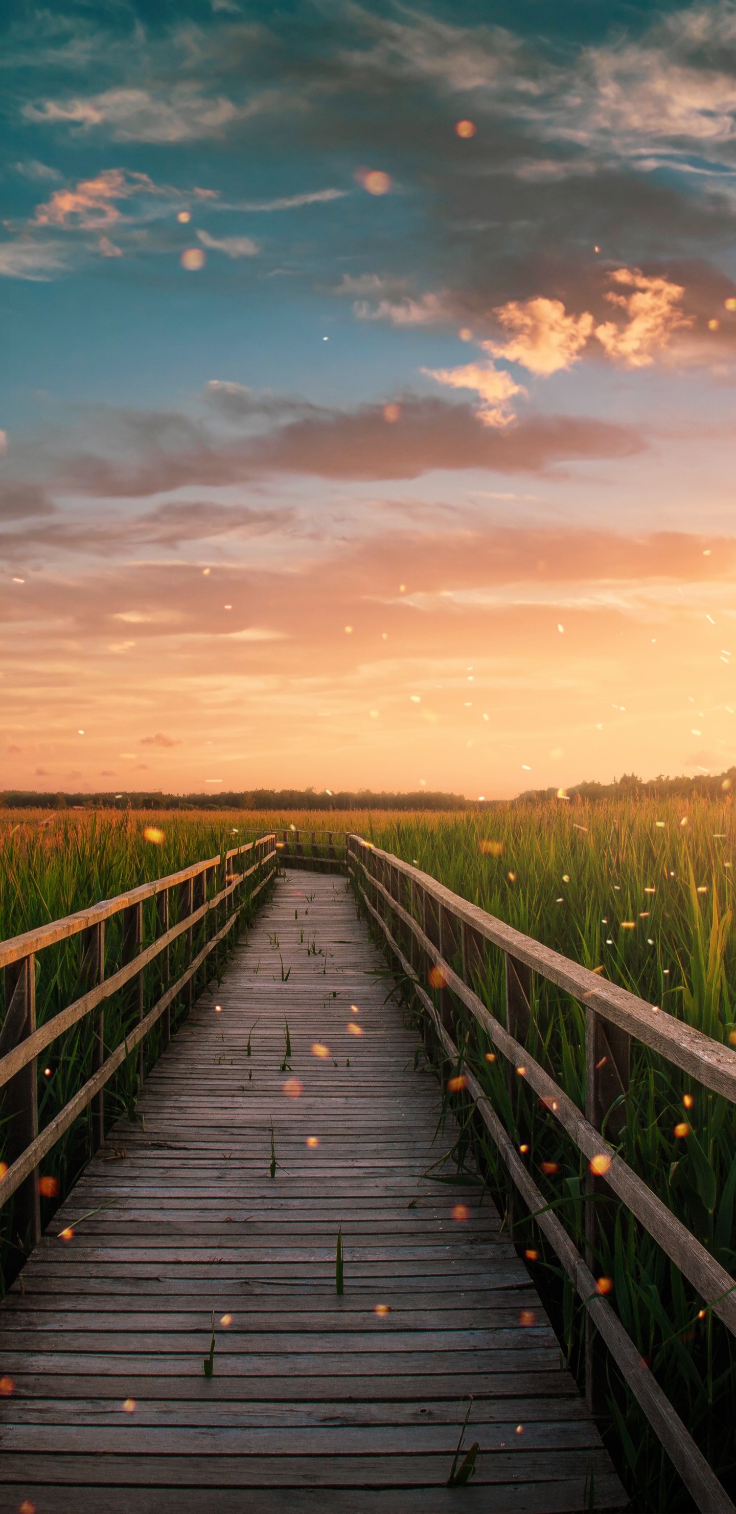 Cloud, Afterglow, Natur, Holz, Naturlandschaft. Wallpaper in 1440x2960 Resolution