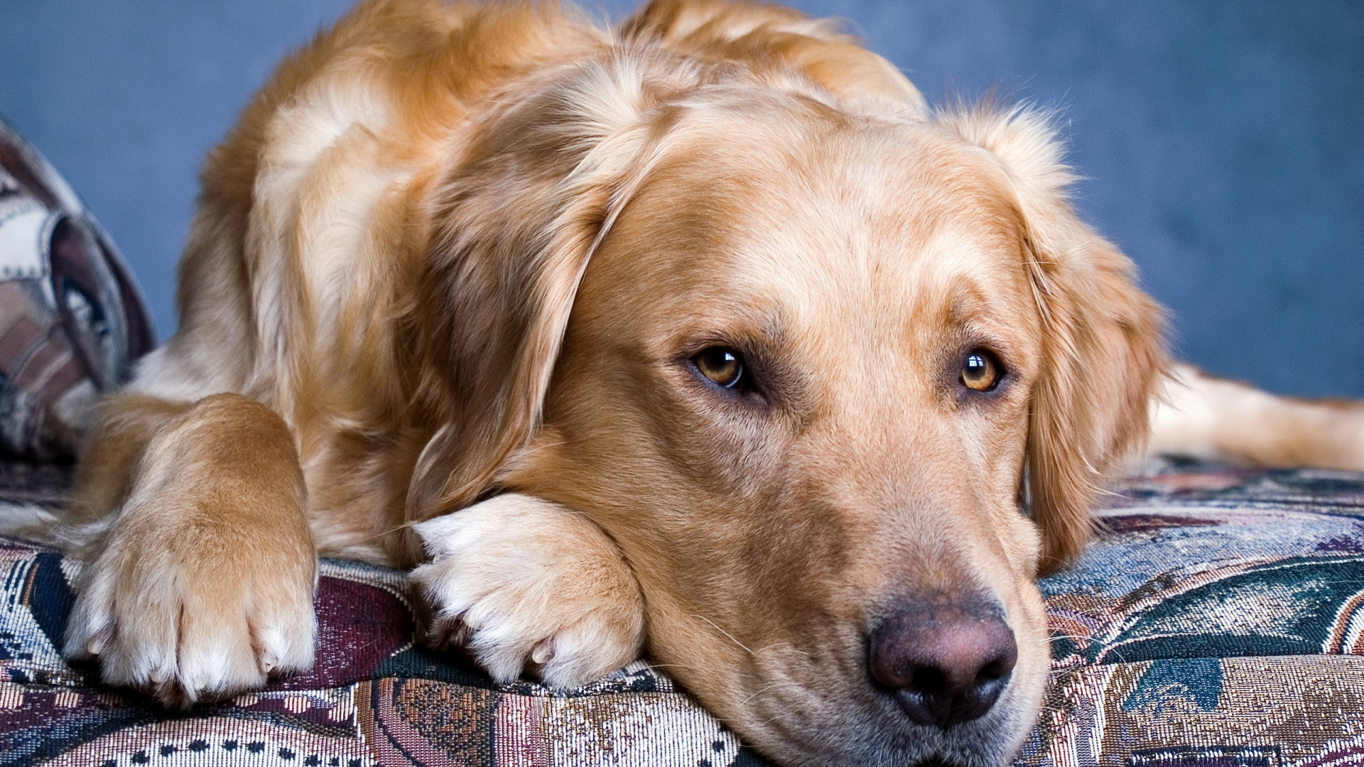 Golden Retriever Auf Dem Boden Liegend. Wallpaper in 1920x1080 Resolution