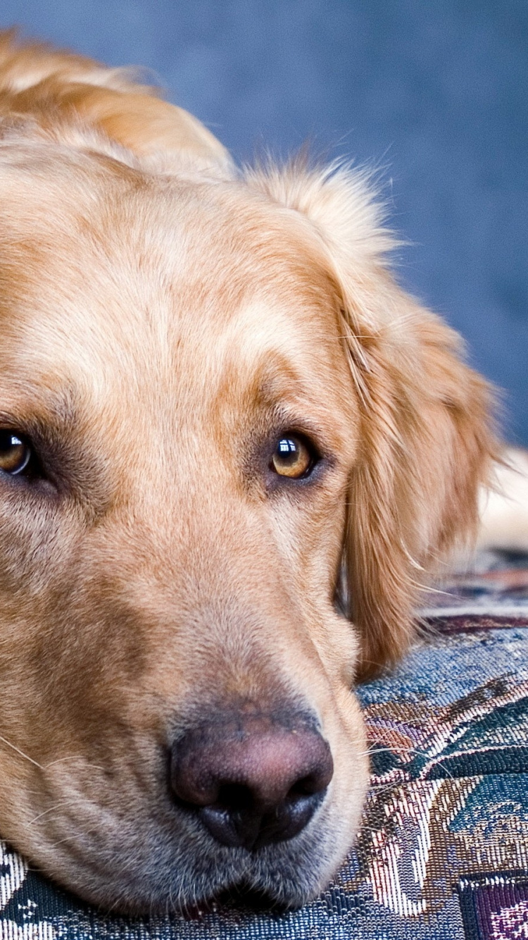 Golden Retriever Auf Dem Boden Liegend. Wallpaper in 750x1334 Resolution