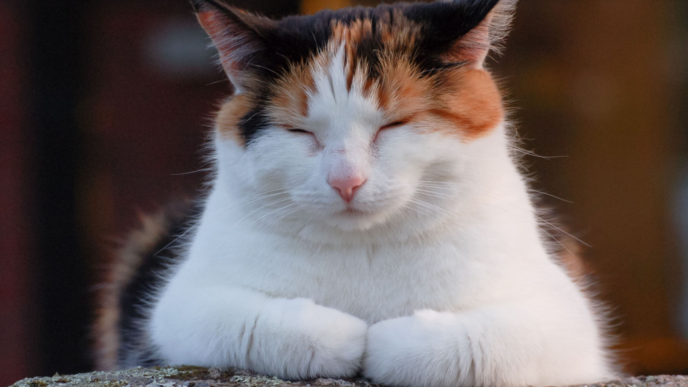 White Orange and Black Cat Lying on Ground. Wallpaper in 1366x768 Resolution