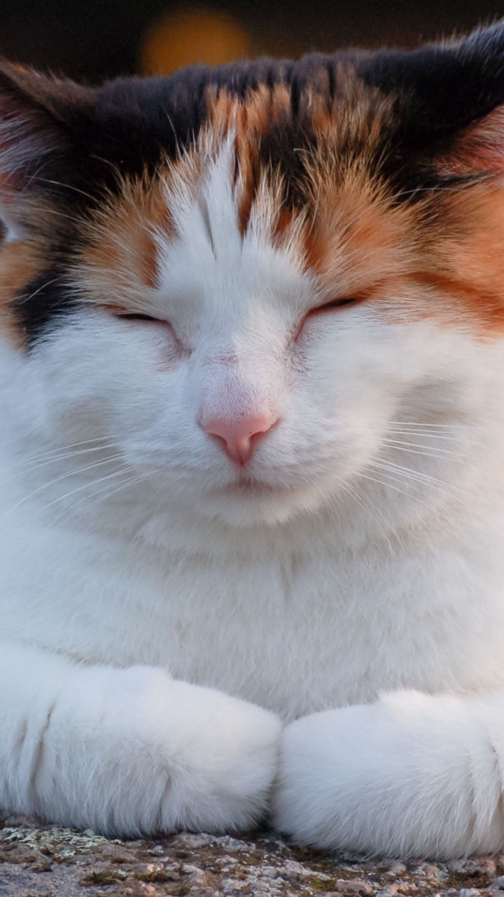 White Orange and Black Cat Lying on Ground. Wallpaper in 720x1280 Resolution