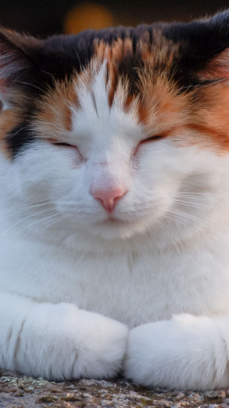 Weiße Orange Und Schwarze Katze Auf Dem Boden Liegend. Wallpaper in 750x1334 Resolution