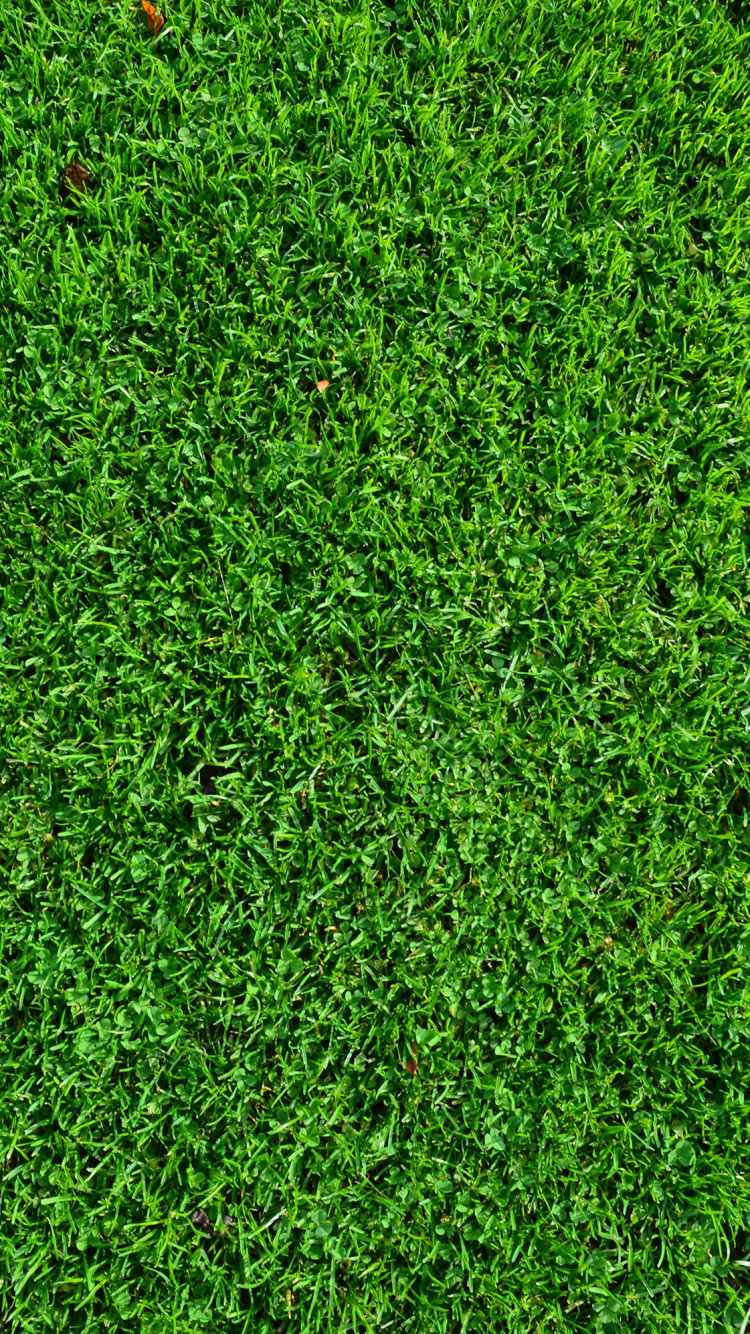 Green Grass Field During Daytime. Wallpaper in 750x1334 Resolution