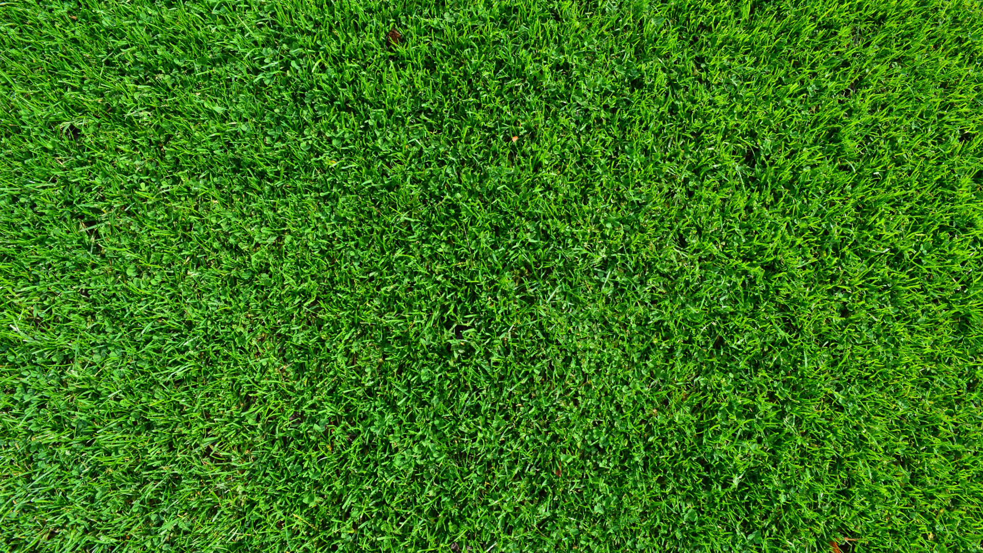 Champ D'herbe Verte Pendant la Journée. Wallpaper in 1920x1080 Resolution