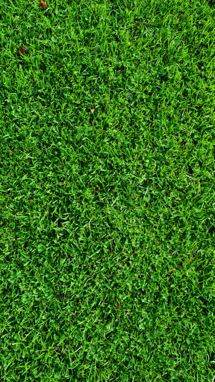 Champ D'herbe Verte Pendant la Journée. Wallpaper in 720x1280 Resolution