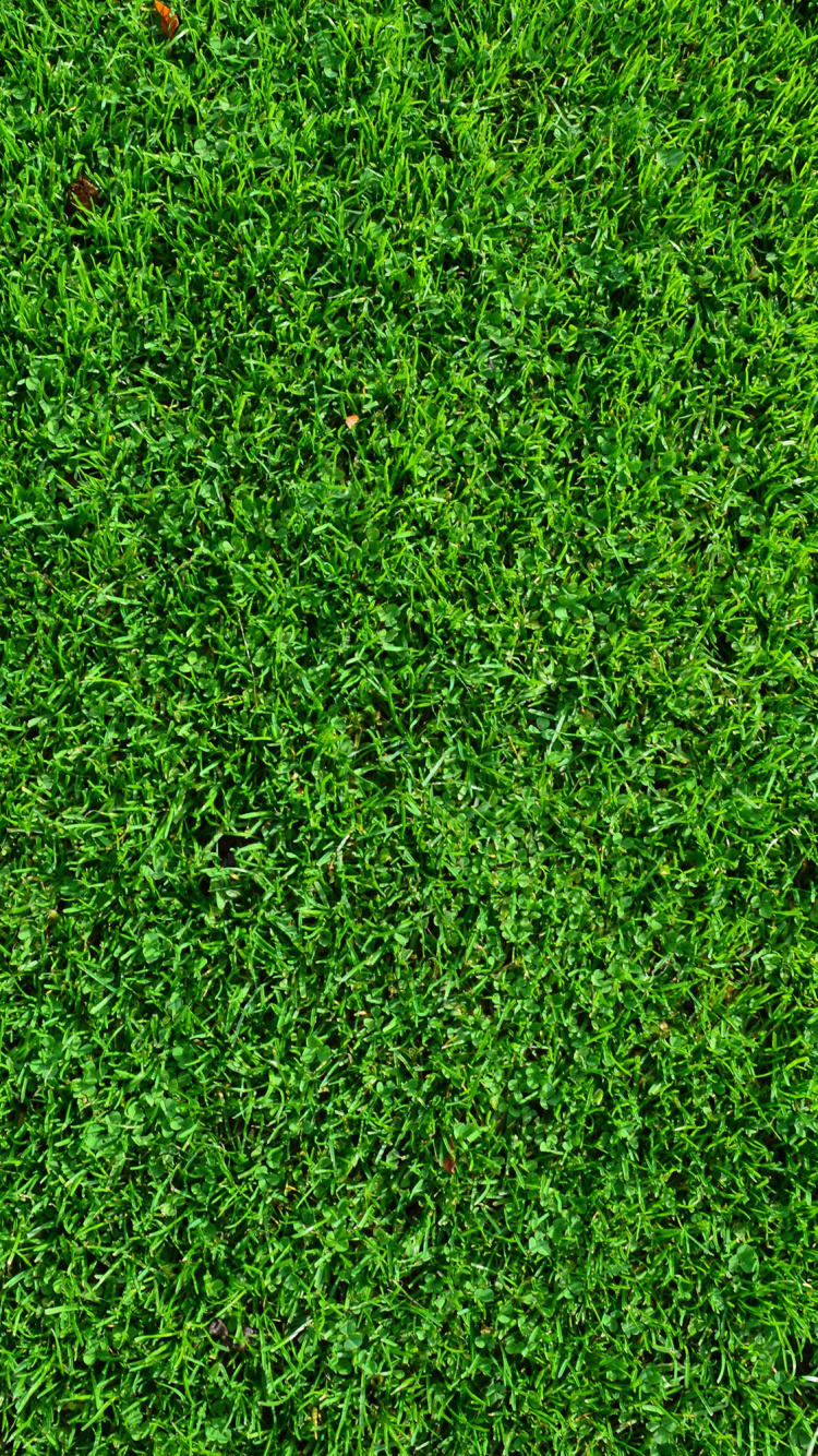 Champ D'herbe Verte Pendant la Journée. Wallpaper in 750x1334 Resolution