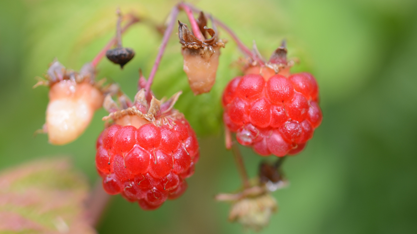 Red Round Fruits in Close up Photography. Wallpaper in 1366x768 Resolution