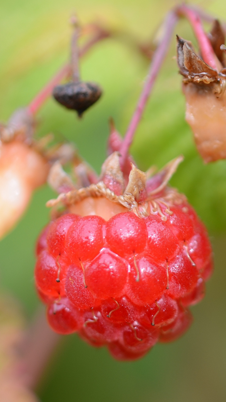 Red Round Fruits in Close up Photography. Wallpaper in 750x1334 Resolution