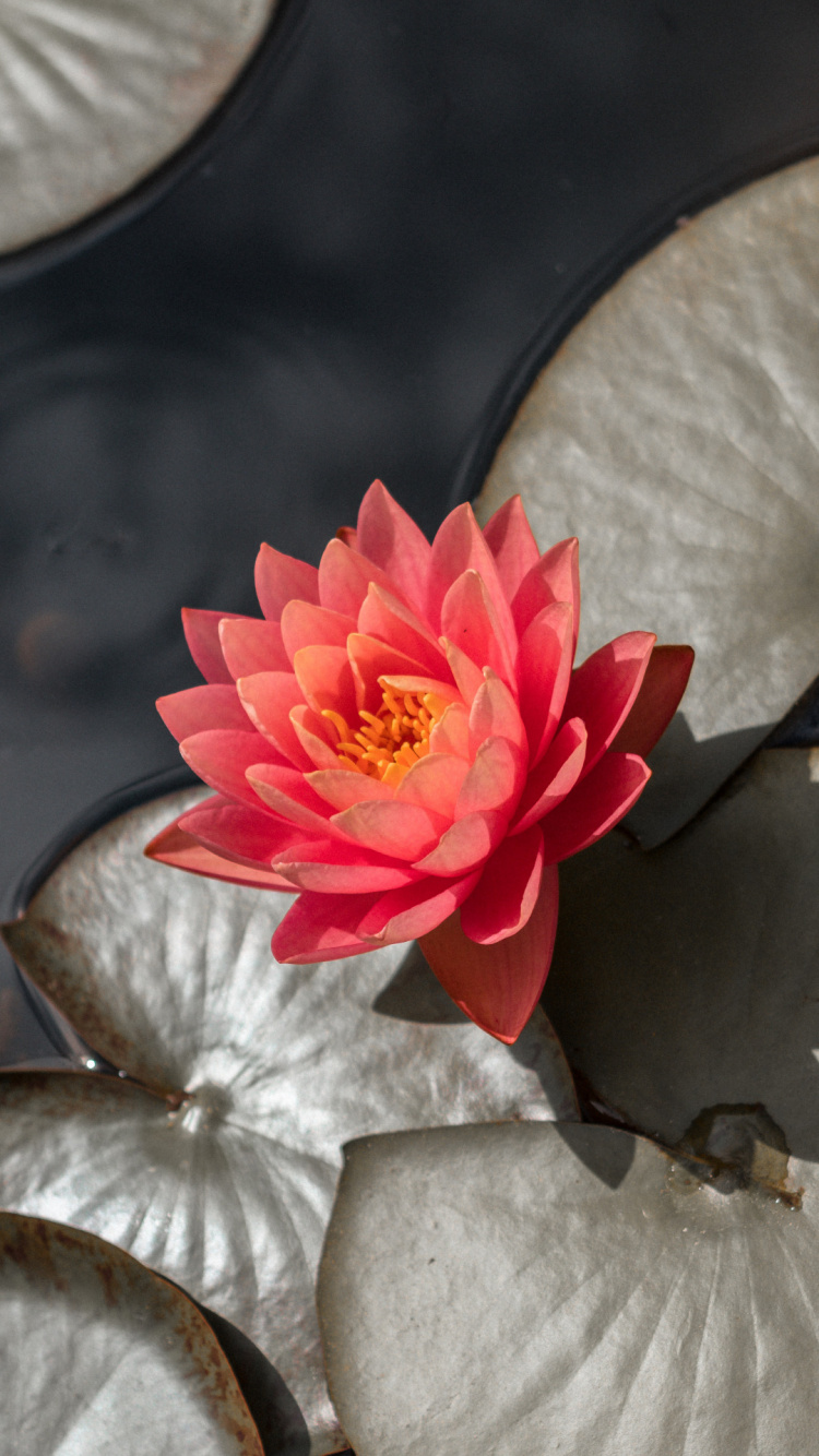 Sacred Lotus, 19th Century, Thoughtful, Flower, Plant. Wallpaper in 750x1334 Resolution