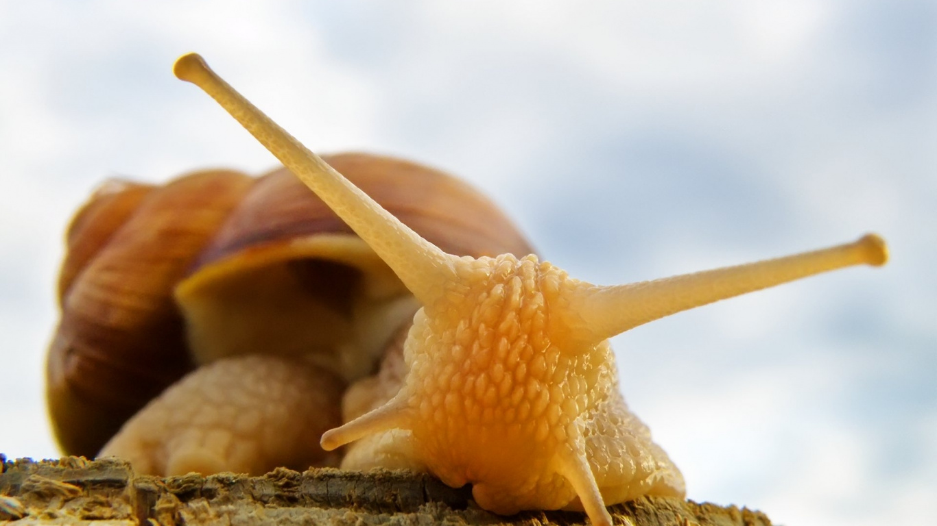 Braune Schnecke Auf Weißem Sand Tagsüber. Wallpaper in 1366x768 Resolution