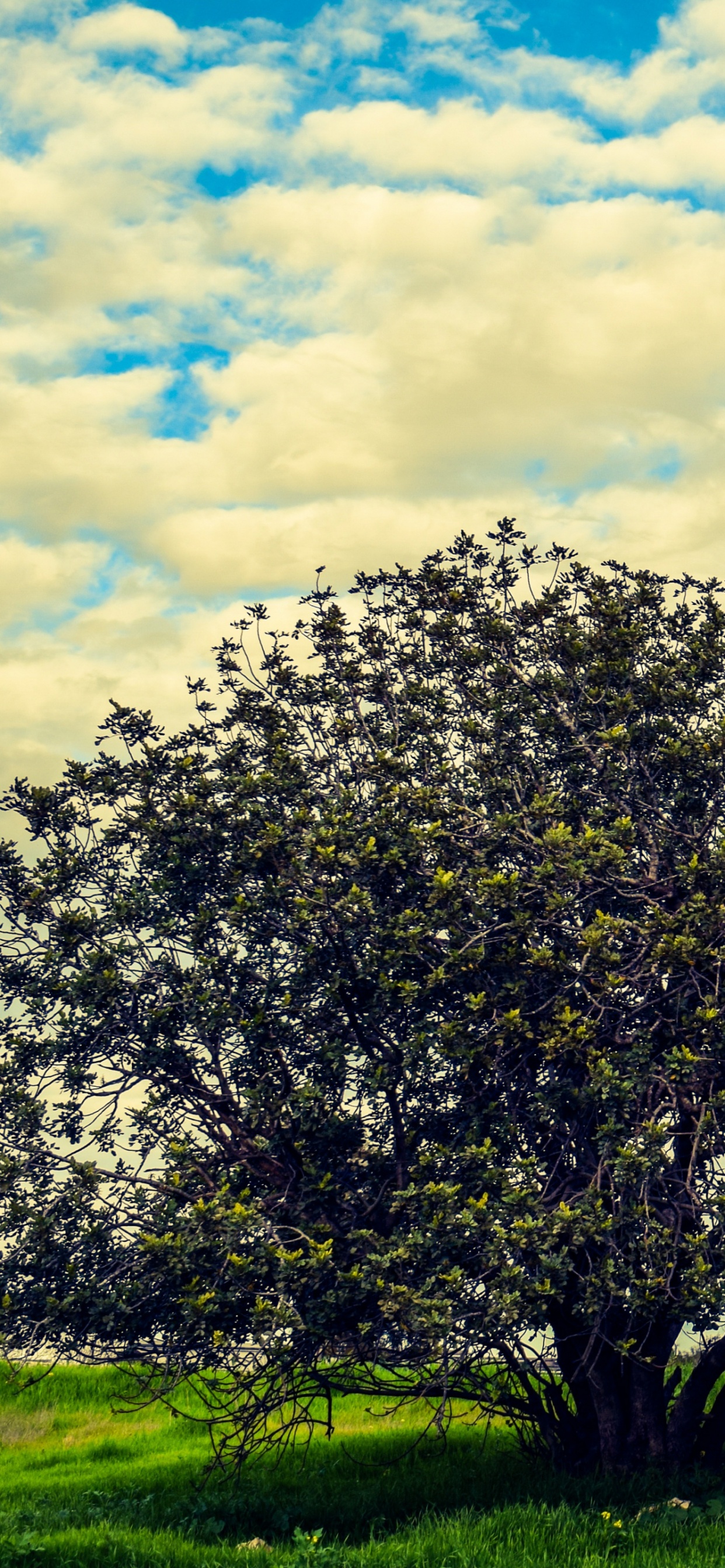 Árbol Verde en el Campo de Hierba Verde Bajo el Cielo Nublado Azul y Blanco Durante el Día. Wallpaper in 1242x2688 Resolution