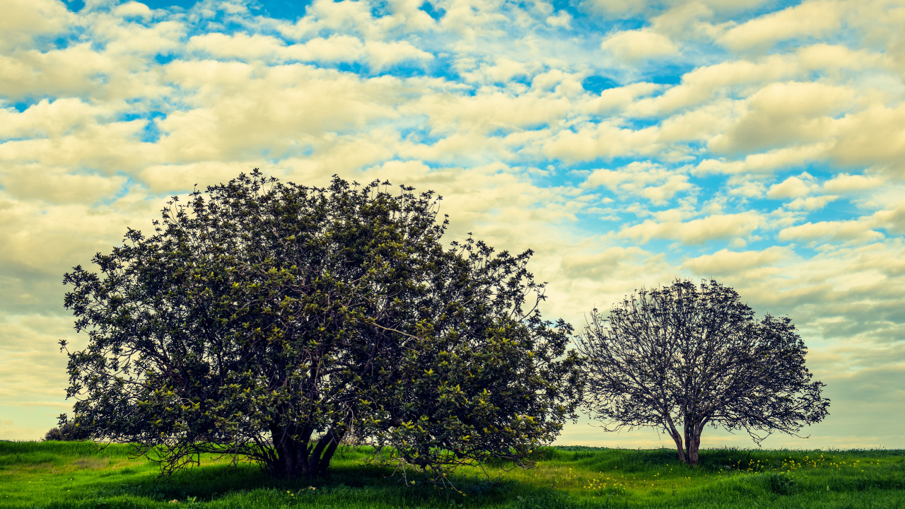 Árbol Verde en el Campo de Hierba Verde Bajo el Cielo Nublado Azul y Blanco Durante el Día. Wallpaper in 1280x720 Resolution