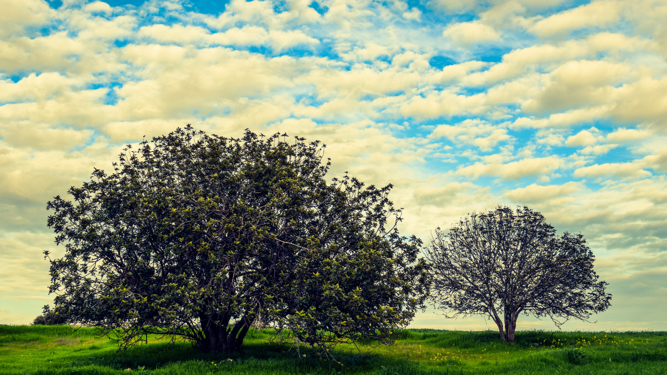 Árbol Verde en el Campo de Hierba Verde Bajo el Cielo Nublado Azul y Blanco Durante el Día. Wallpaper in 1366x768 Resolution