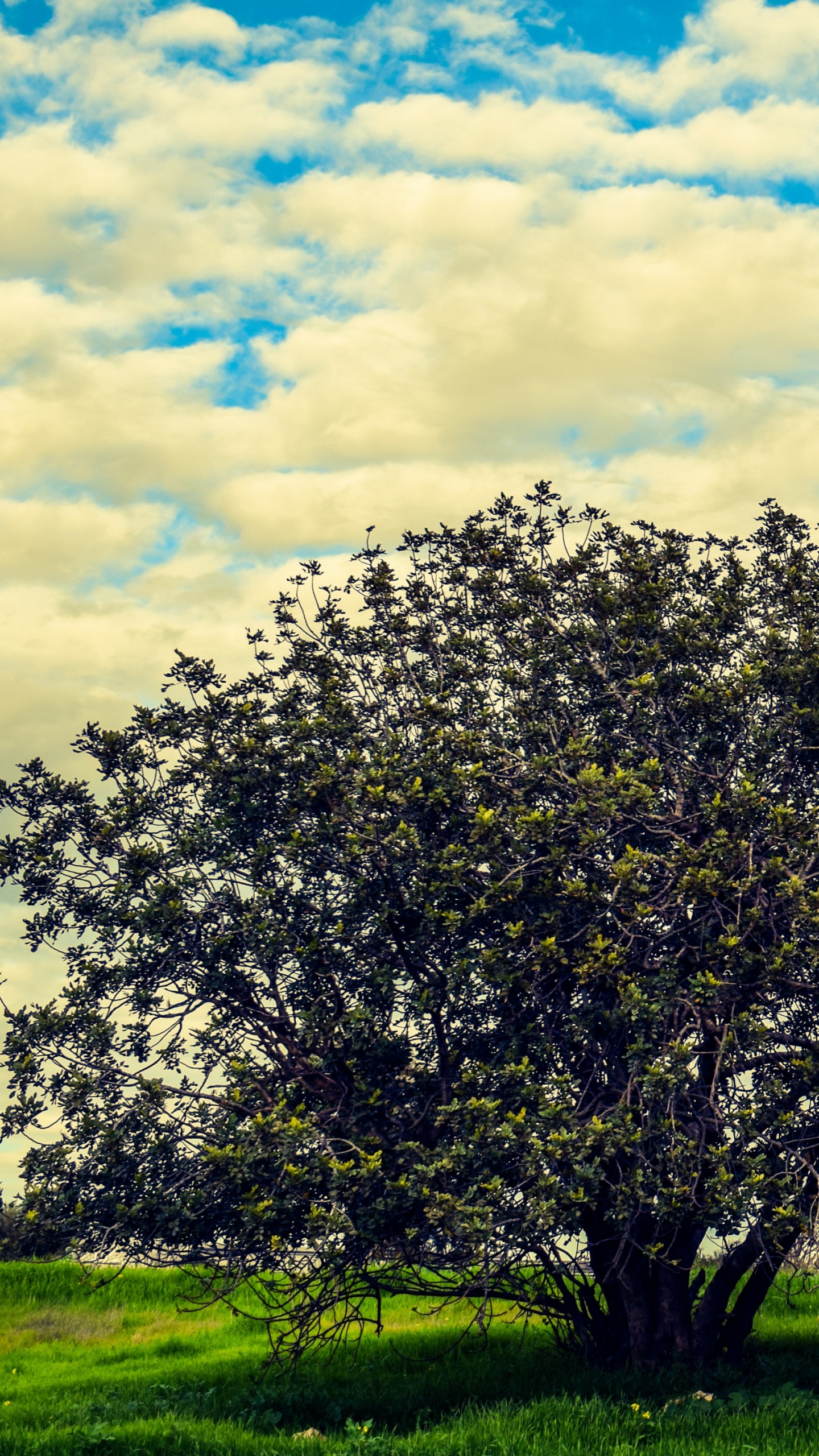 Árbol Verde en el Campo de Hierba Verde Bajo el Cielo Nublado Azul y Blanco Durante el Día. Wallpaper in 1440x2560 Resolution