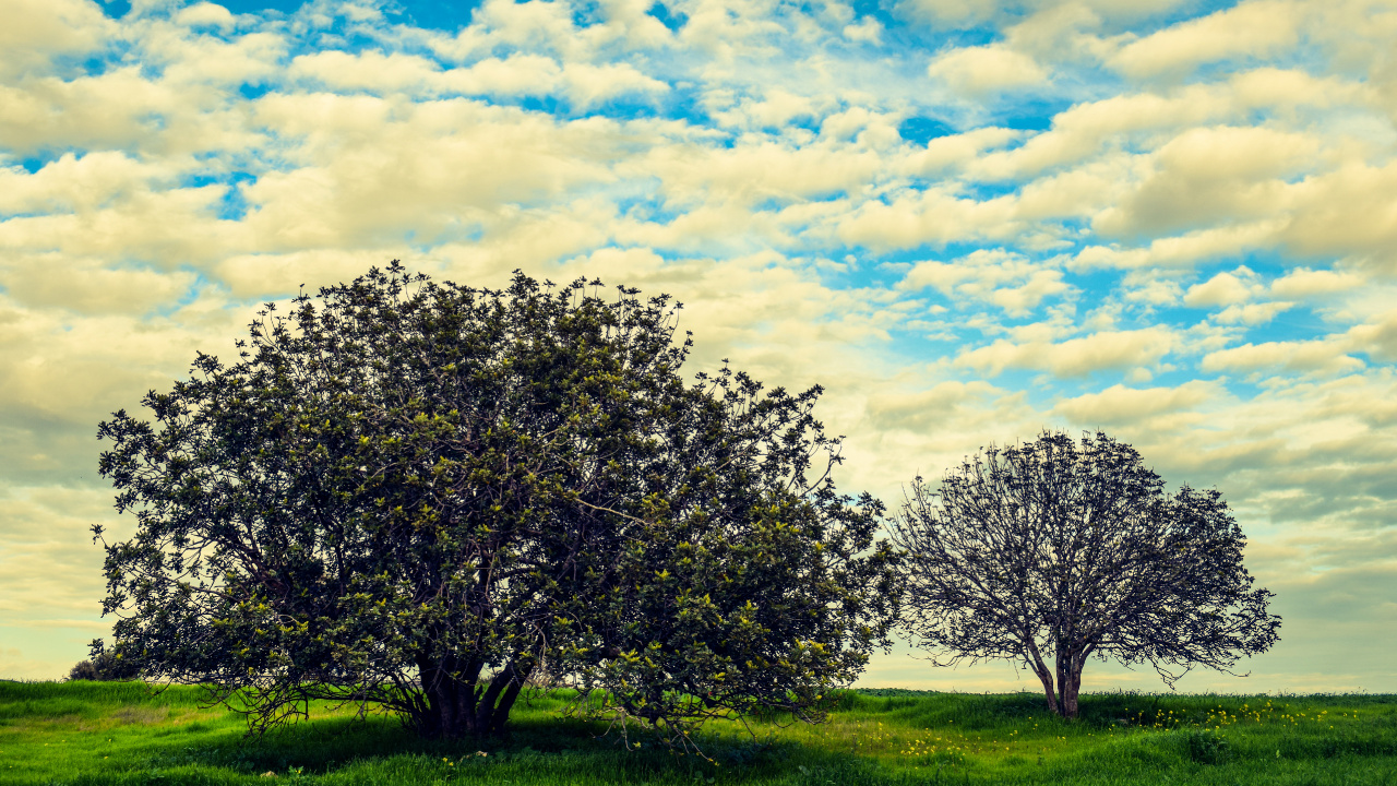 Green Tree on Green Grass Field Under Blue and White Cloudy Sky During Daytime. Wallpaper in 1280x720 Resolution