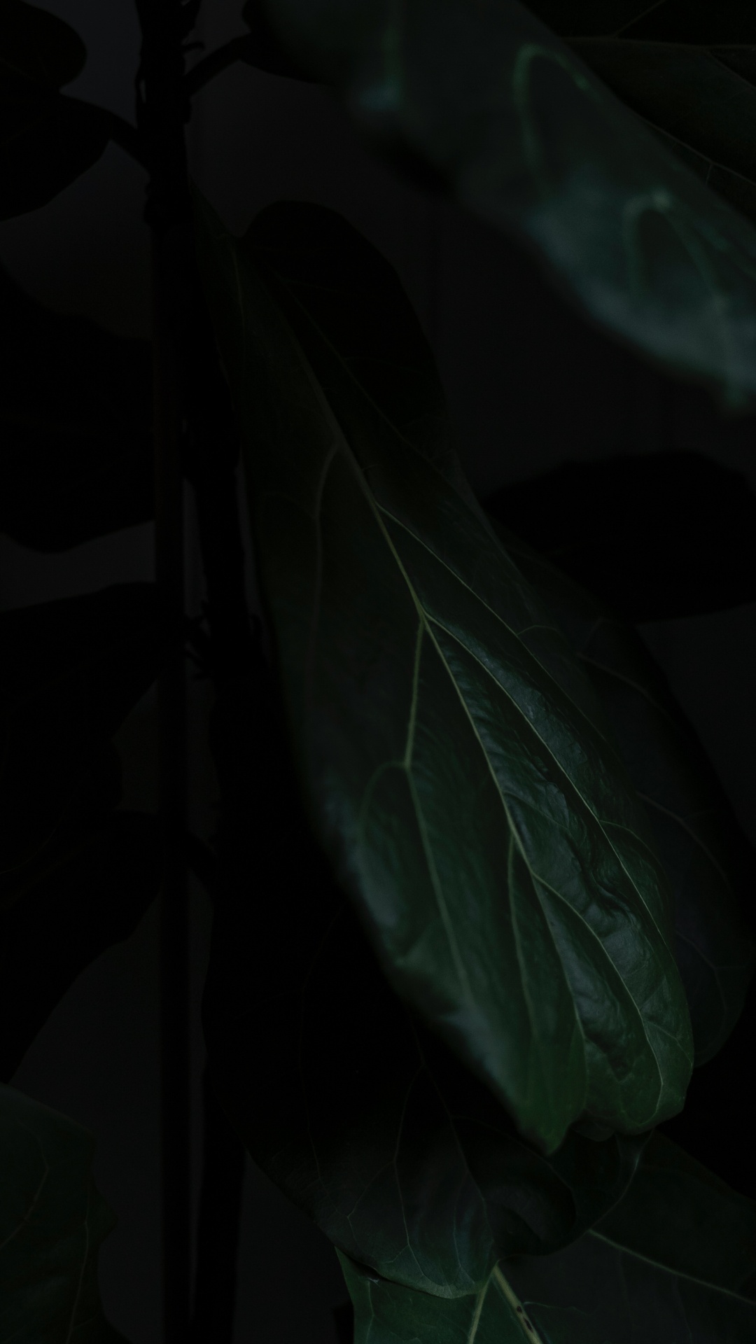 Download 1080x1920 Wallpaper Leaf, Black, Green, Darkness, Plant Leaf, Black, Green, Darkness, Plant. Wallpaper in 1080x1920 Resolution