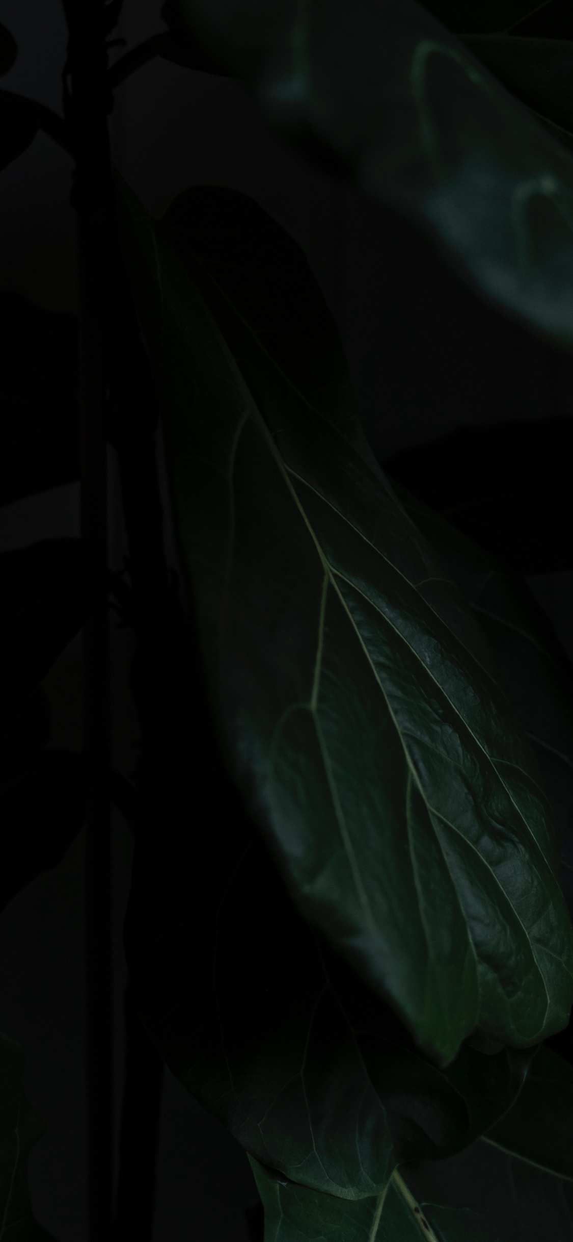Leaf, Black, Green, Darkness, Plant. Wallpaper in 1125x2436 Resolution