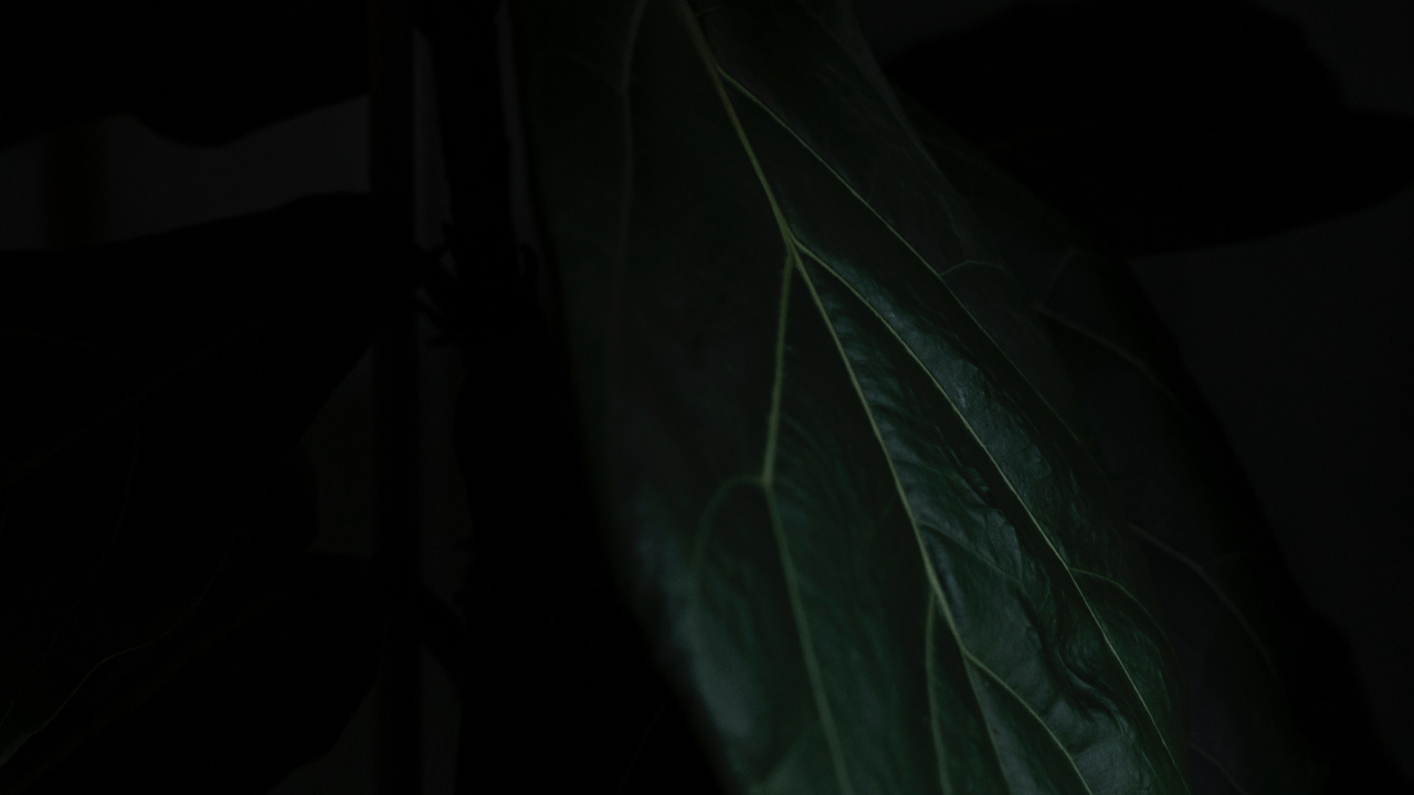 Leaf, Black, Green, Darkness, Plant. Wallpaper in 1280x720 Resolution