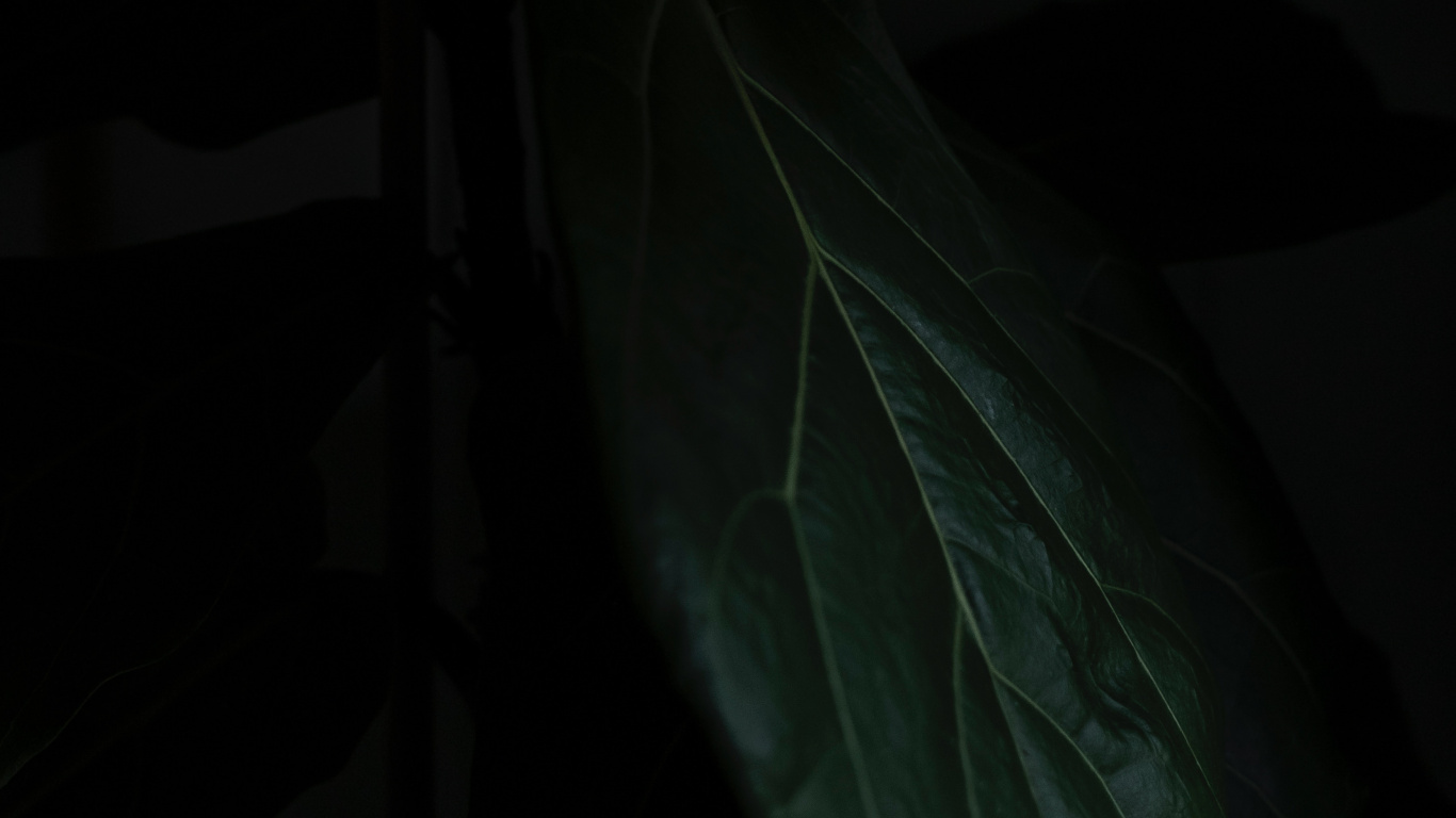 Leaf, Black, Green, Darkness, Plant. Wallpaper in 1366x768 Resolution