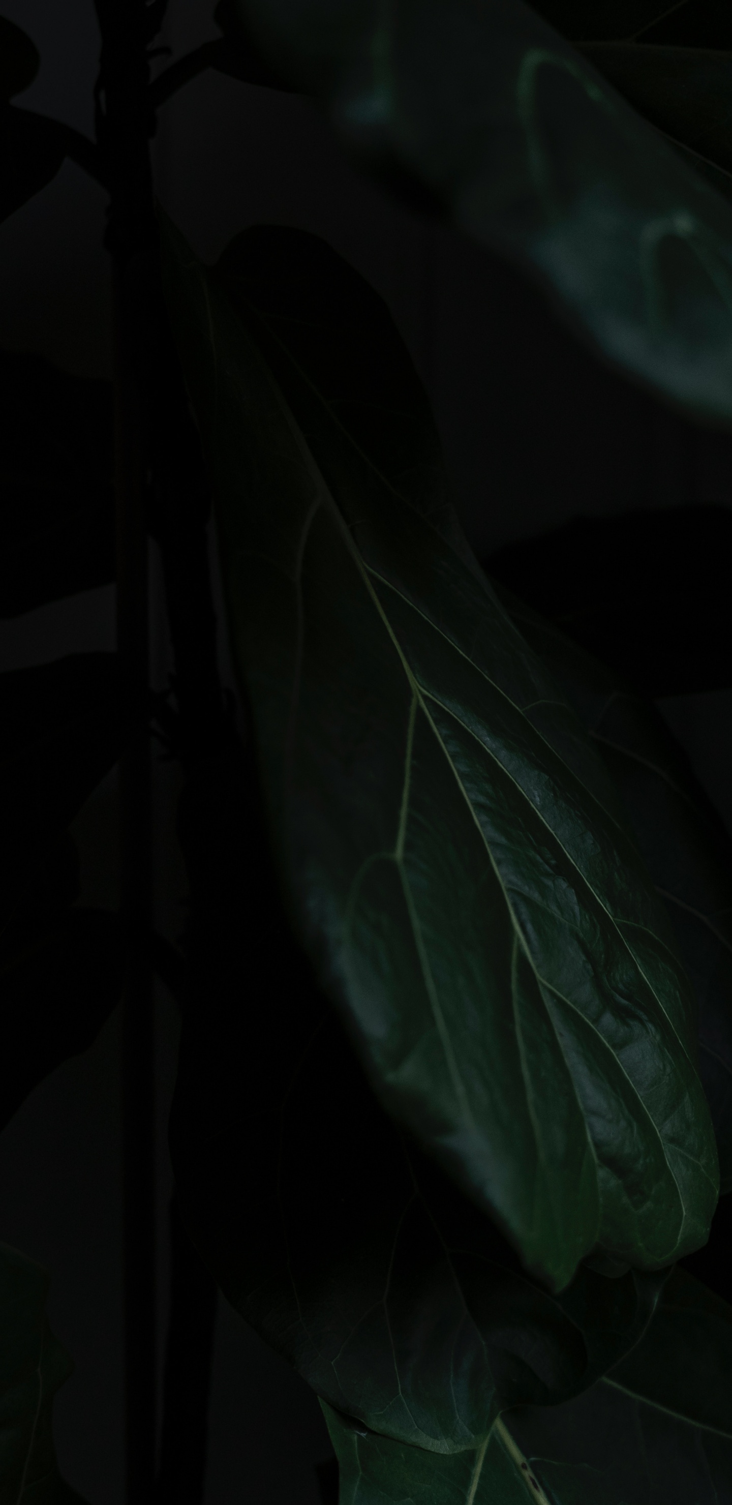 Leaf, Black, Green, Darkness, Plant. Wallpaper in 1440x2960 Resolution
