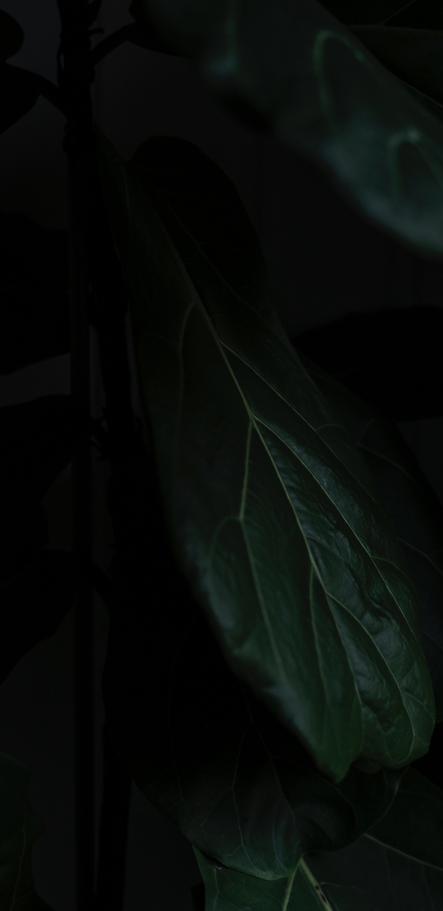 Download 1440x2960 Wallpaper Leaf, Black, Green, Darkness, Plant Leaf, Black, Green, Darkness, Plant. Wallpaper in 1440x2960 Resolution