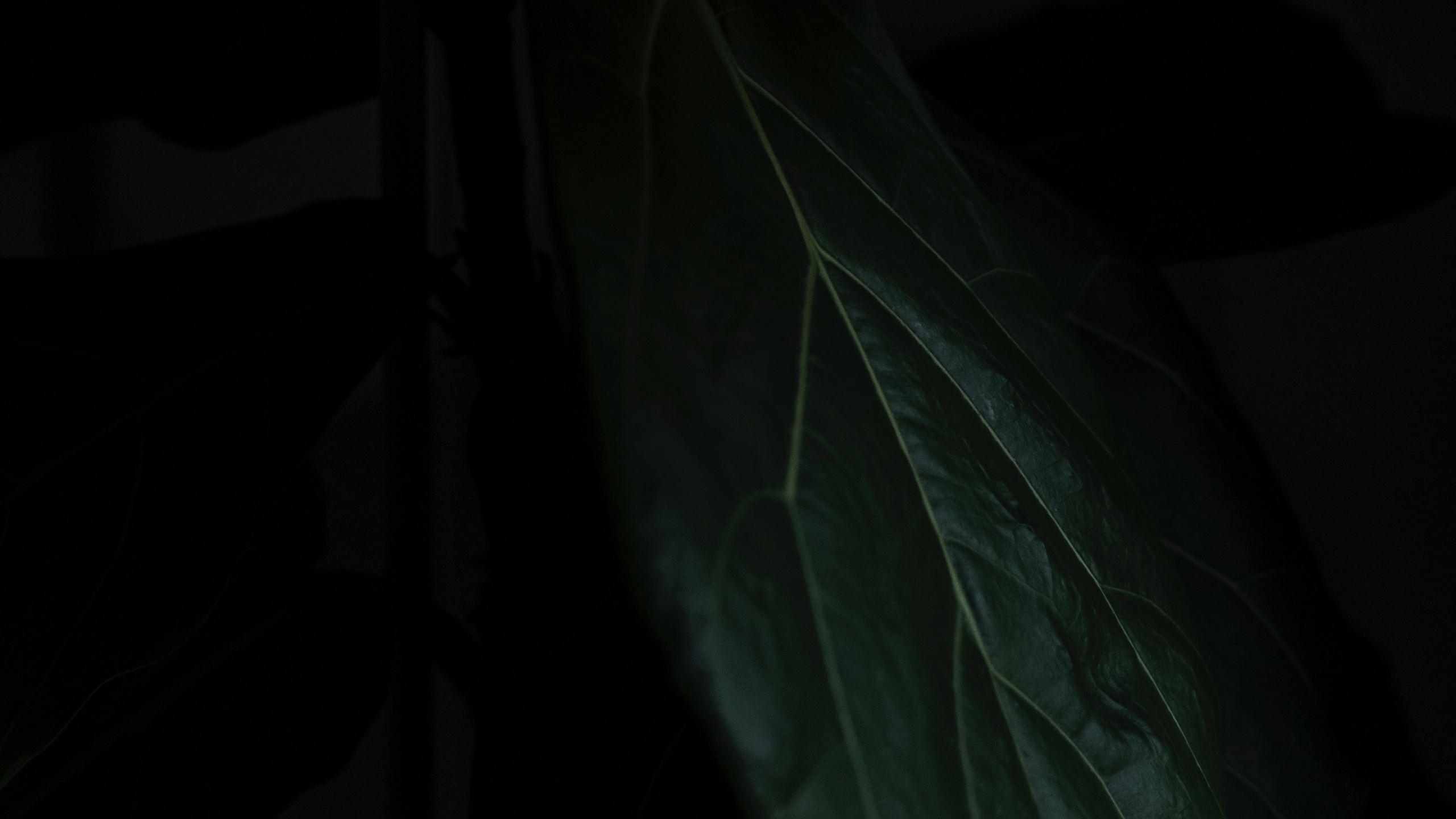 Leaf, Black, Green, Darkness, Plant. Wallpaper in 2560x1440 Resolution