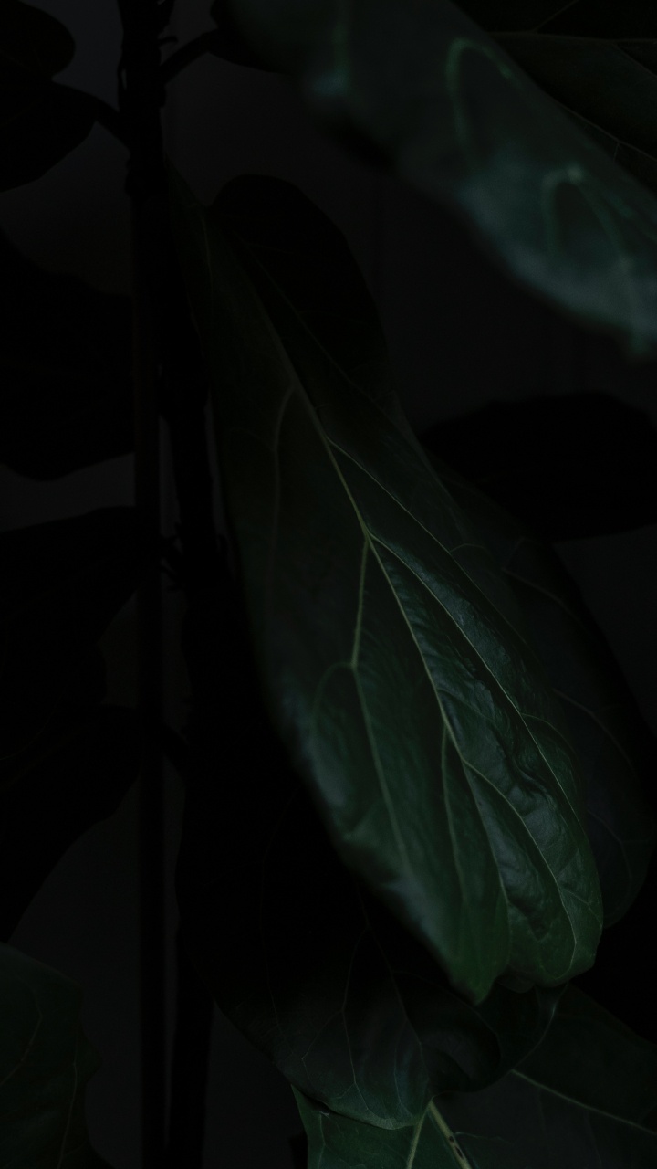 Leaf, Black, Green, Darkness, Plant. Wallpaper in 720x1280 Resolution