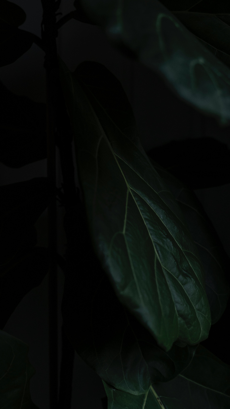 Leaf, Black, Green, Darkness, Plant. Wallpaper in 750x1334 Resolution
