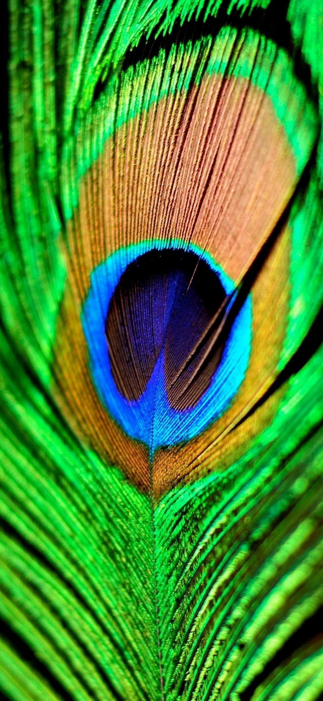 Green Brown and Blue Peacock Feather. Wallpaper in 1125x2436 Resolution