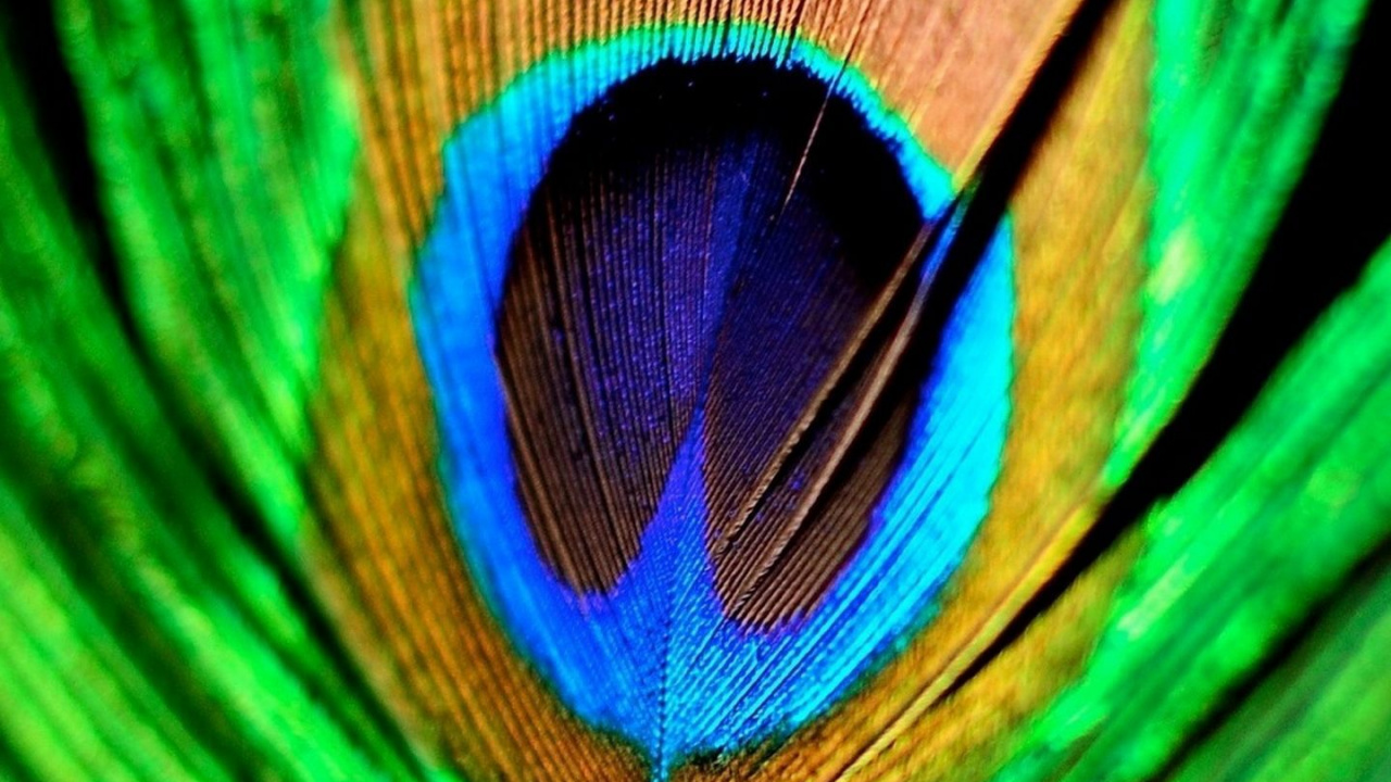 Plume de Paon Vert Marron et Bleu. Wallpaper in 1280x720 Resolution