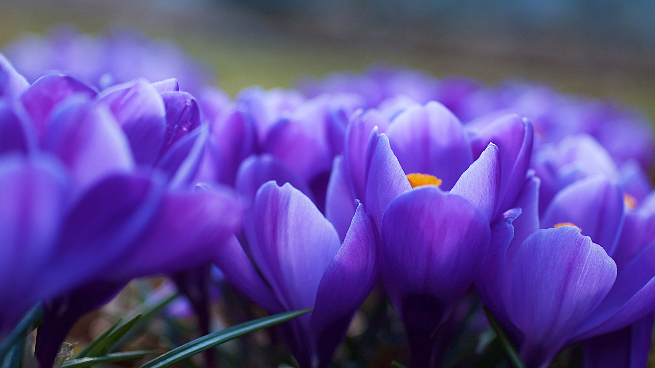 Purple Crocus Flowers in Bloom During Daytime. Wallpaper in 1280x720 Resolution