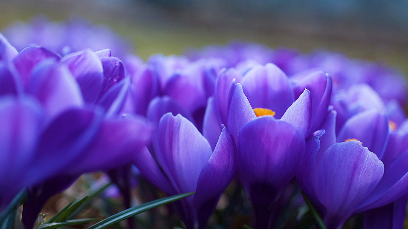 Purple Crocus Flowers in Bloom During Daytime. Wallpaper in 1366x768 Resolution