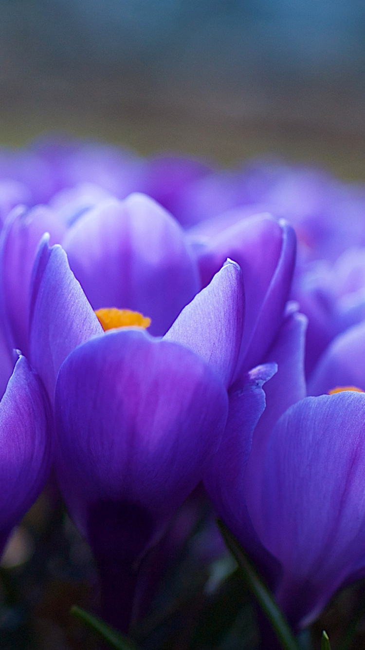 Purple Crocus Flowers in Bloom During Daytime. Wallpaper in 750x1334 Resolution