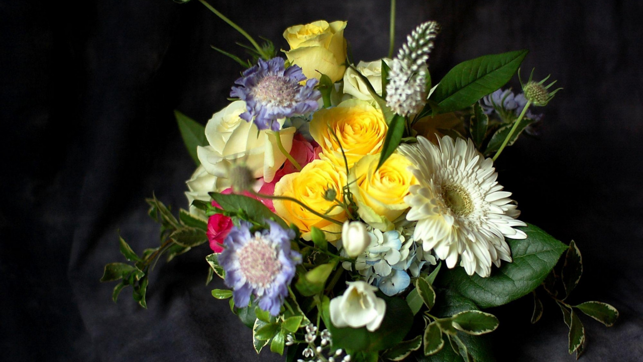 Yellow and White Flowers on Green Leaves. Wallpaper in 1280x720 Resolution