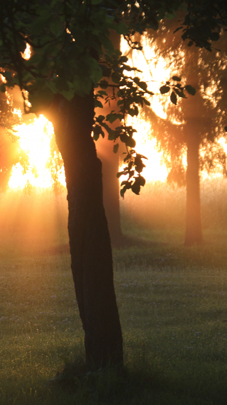 Femme Debout Sur le Terrain D'herbe Verte Pendant le Coucher du Soleil. Wallpaper in 750x1334 Resolution