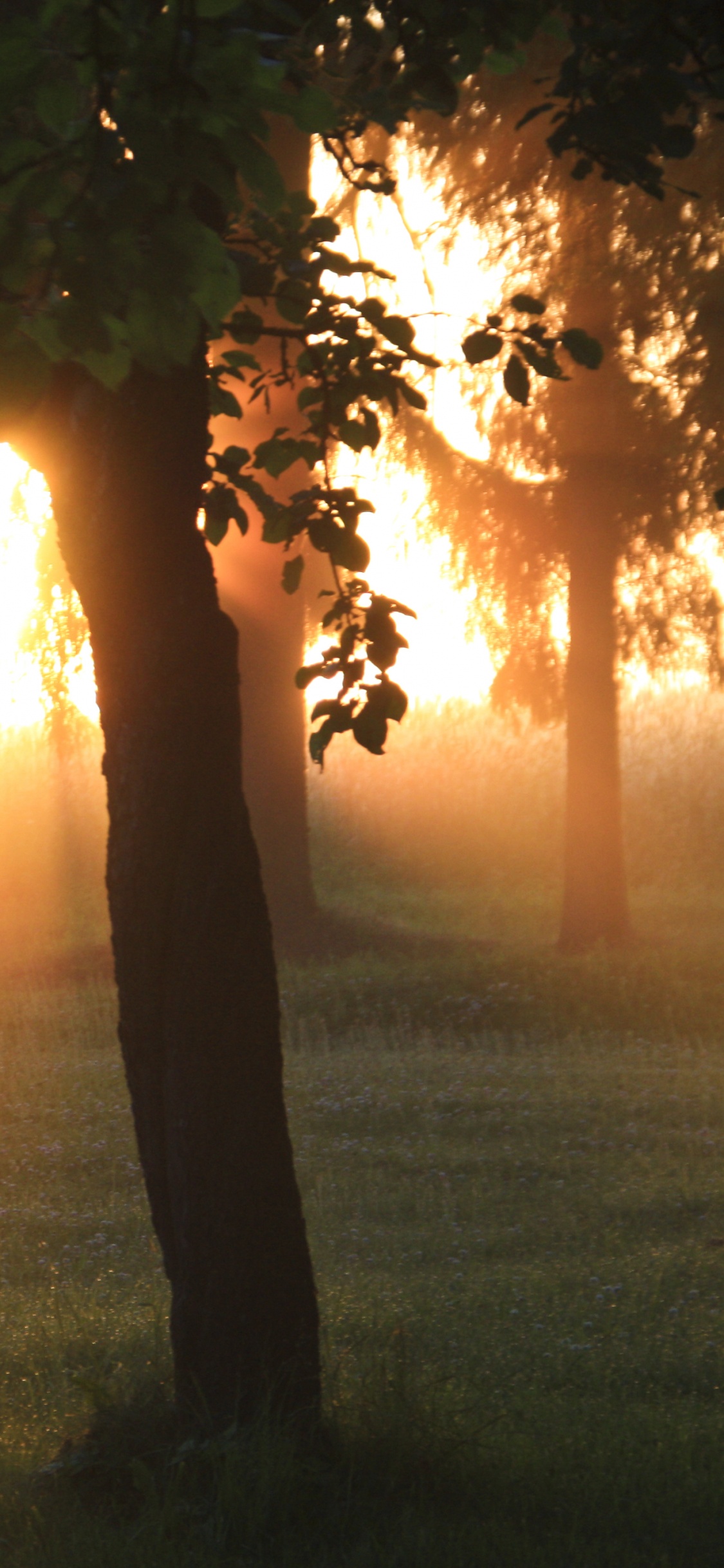 Woman Standing on Green Grass Field During Sunset. Wallpaper in 1125x2436 Resolution