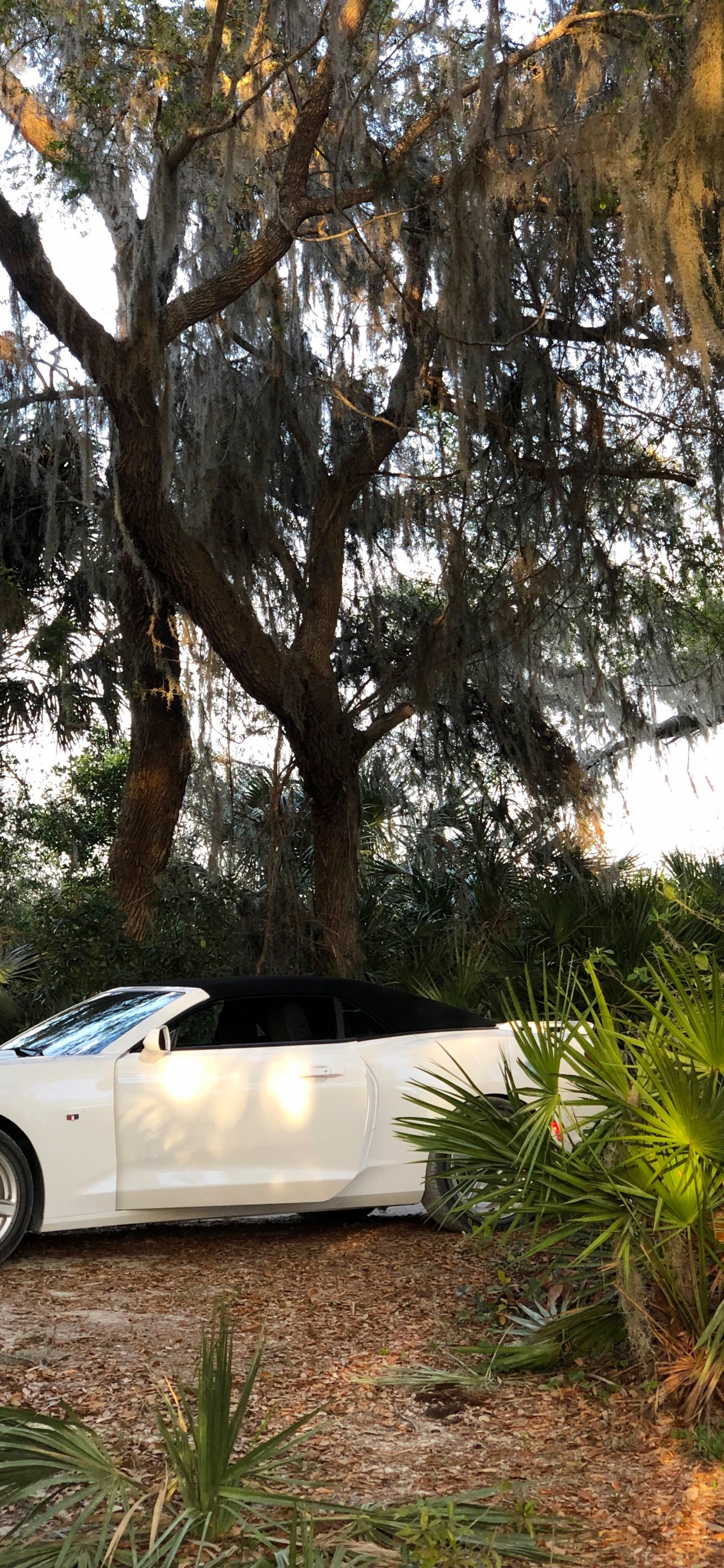 Rey, Auto Compacto, Neumatico, Llanta de Aleación, Exterior Del Automotor. Wallpaper in 1242x2688 Resolution