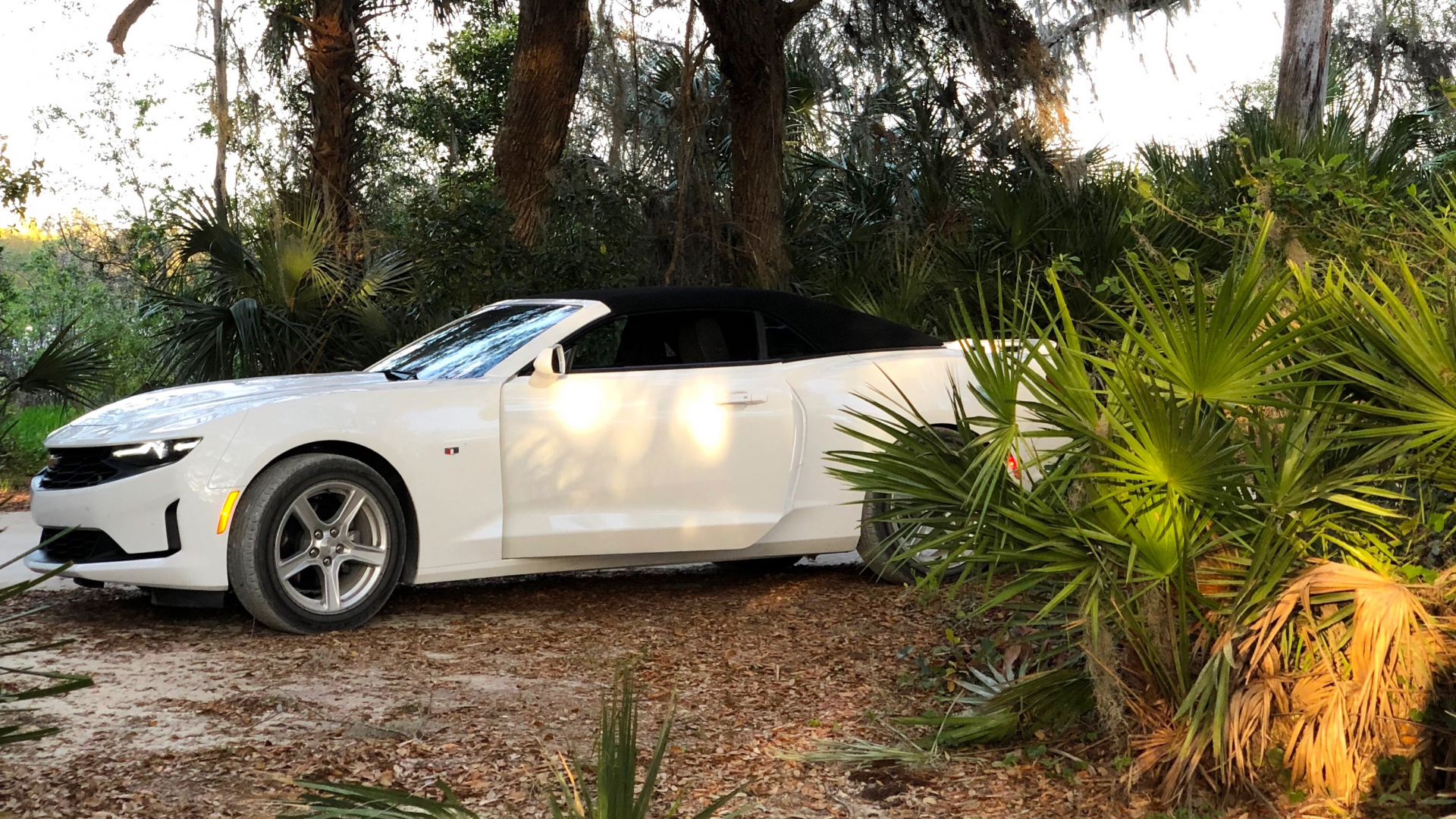 Tree, King, Compact Car, Tire, Alloy Wheel. Wallpaper in 1920x1080 Resolution