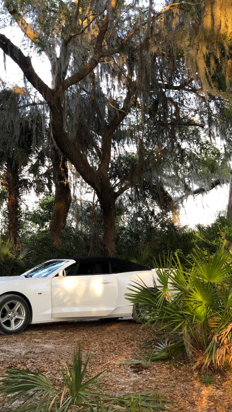 Tree, King, Compact Car, Tire, Alloy Wheel. Wallpaper in 750x1334 Resolution