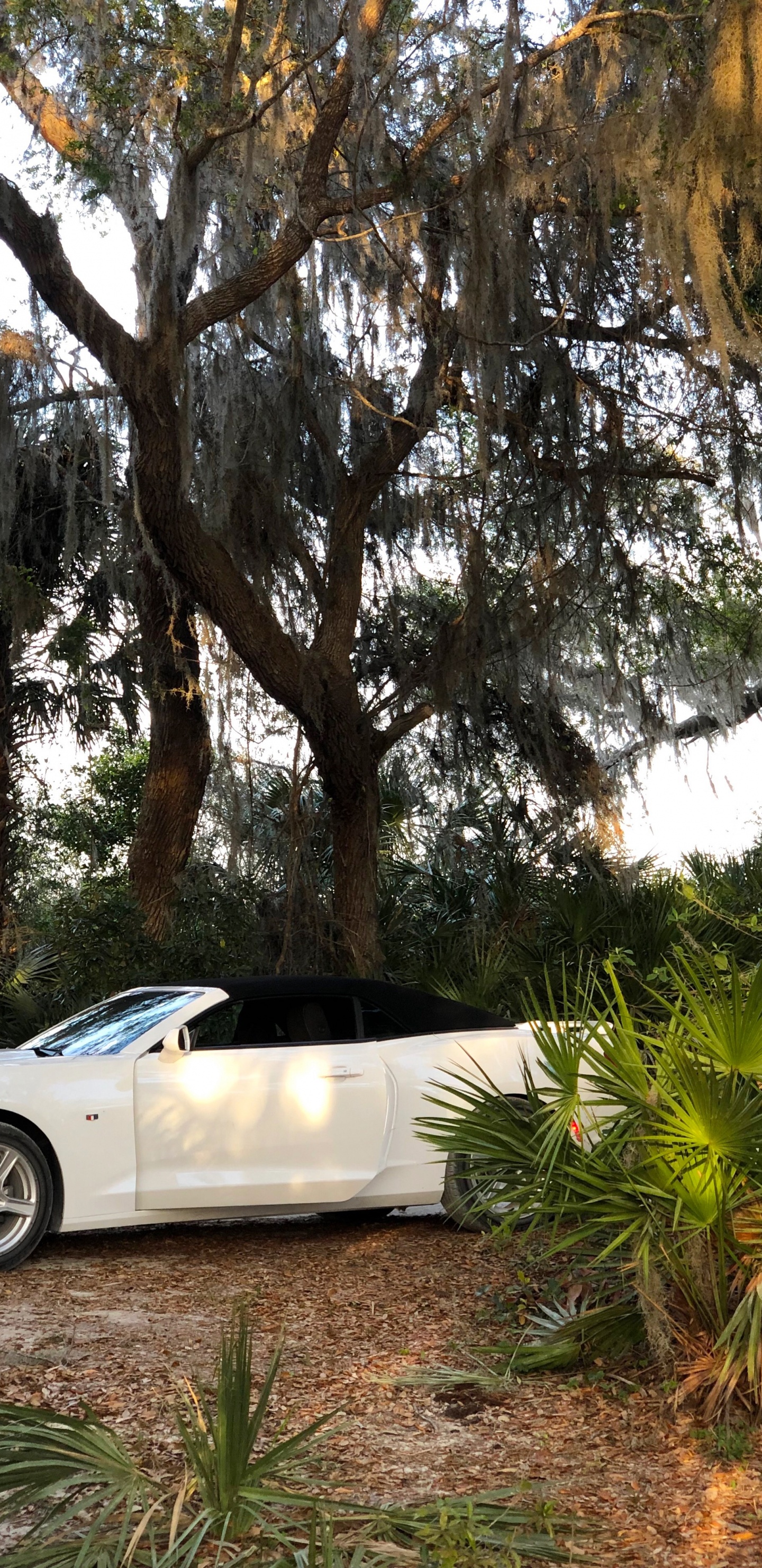 小型汽车, 轮胎, 铝合金轮毂, Rim, 汽车外 壁纸 1440x2960 允许