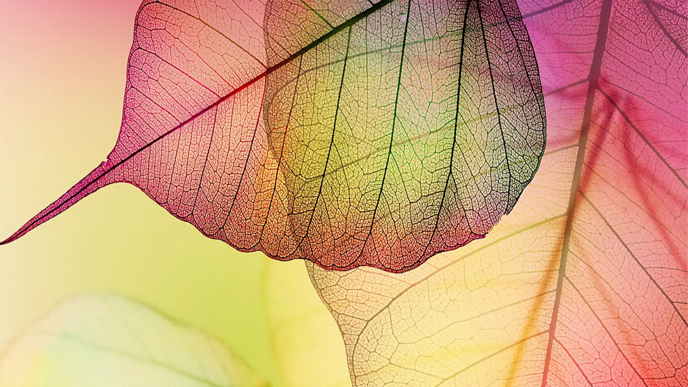 Lila Und Weißes Blatt in Nahaufnahmen. Wallpaper in 1366x768 Resolution