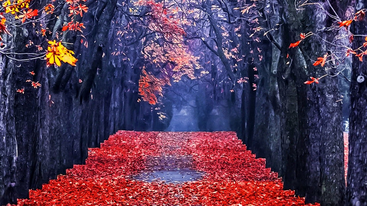 Rojo, Naturaleza, de Hoja Caduca, Paisaje Natural, Planta Leñosa. Wallpaper in 1280x720 Resolution