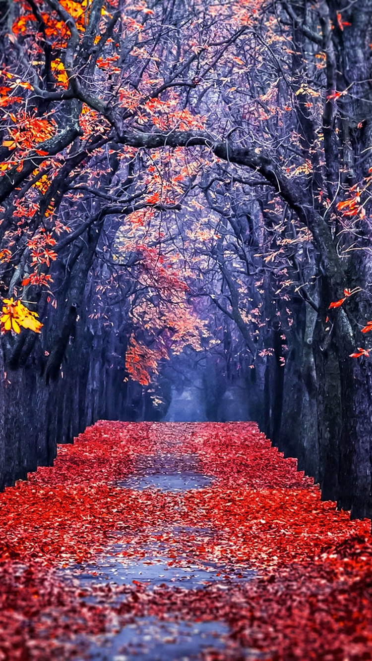 Rojo, Naturaleza, de Hoja Caduca, Paisaje Natural, Planta Leñosa. Wallpaper in 750x1334 Resolution