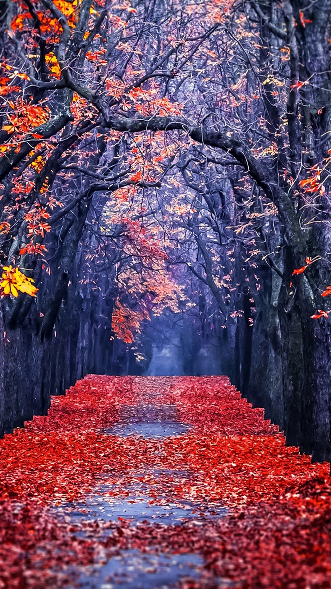 Tree, Leaf, Red, Nature, Autumn. Wallpaper in 1080x1920 Resolution