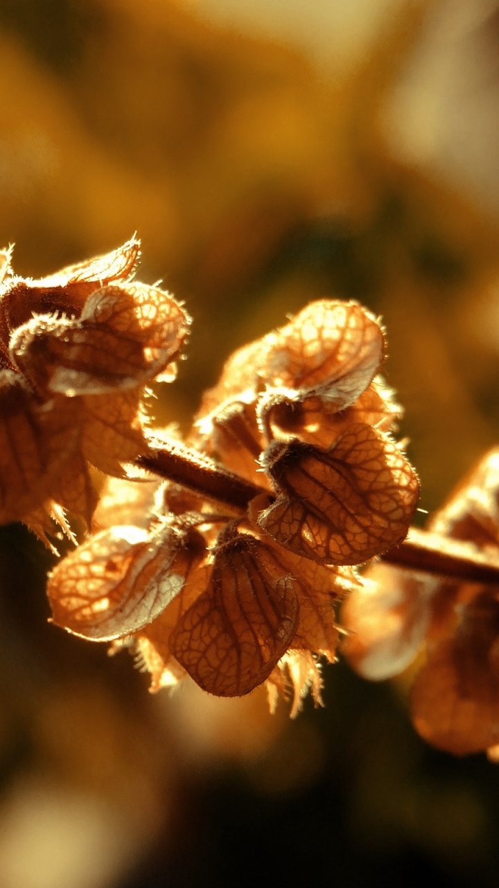 Brown and White Flower in Tilt Shift Lens. Wallpaper in 720x1280 Resolution